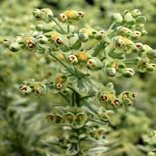 This shrubby, cold hardy perennial will provide you with a great display of silvery foliage all year round provided it has plenty of sunshine and a soil that drains freely. Euphorbia Characias Silver Swan Pbr Warners Nurseries