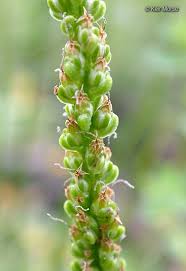 Image result for Plantago palmata