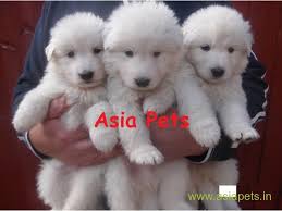 Check spelling or type a new query. White German Shepherd Puppies For Sale In Mumbai