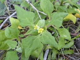 Image result for Tetragonia spicata