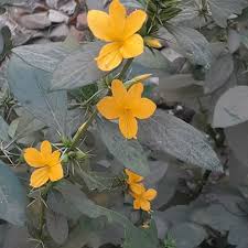 Image result for Barleria superata