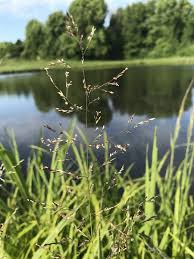 Image result for Agrostis isopholis