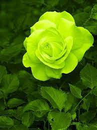 60 Different Colors Of Roses Enjoy Lovely Rose Flowers Collection Beautiful Rose Flowers Beautiful Roses Rose Flower