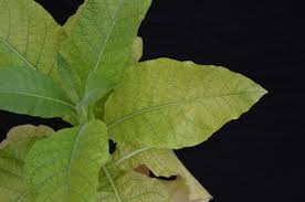 Here are a few foods with high. Tobacco Magnesium Mg Deficiency Nc State Extension Publications