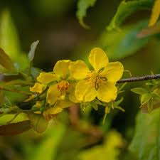 Image result for Ochna cyanophylla