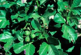 Image result for Jatropha botswanica