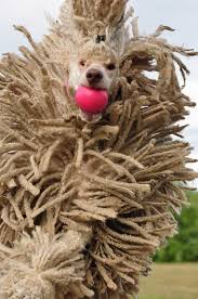 In Your Face 33 52 Poodle Grooming Standard Poodle Poodle