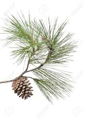 Resultat De Recherche D Images Pour Image Branche De Pin Pomme De Pin Dessin Pomme De Pin Tirages Gratuits