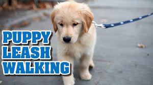 Start with just a walk around the house or the backyard— a place where he is already familiar with the smells. Puppy Leash Walking Training Teaching A Puppy To Walk On A Leash Youtube