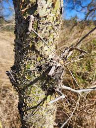 Image result for Commiphora tenuipetiolata