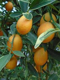 Dwarf kumquts, semi dwarf kumquats and regular kumquat fruit trees.we show you the differences. Kumquat Citrus Japonica In The Citrus Fruits Database Garden Org