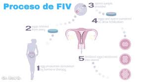 Fecundacion In Vitro Proceso Y Precio De Tratamiento Dr Ros