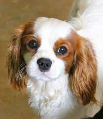Our vision is to provide sound, well socialised quality puppies, bringing life to loving families. Adopt Bristol On Petfinder Cavalier King Charles Cocker Spaniel King Charles King Charles Spaniel