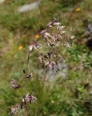 Image result for Phacelurus schliebenii