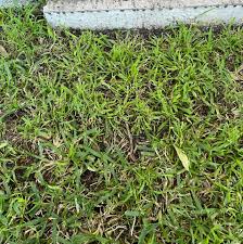 Image result for Lotononis bainesii