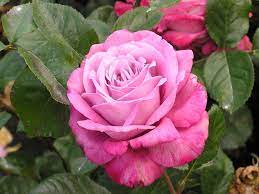 Blue Parfum - Rose - Blue Parfum - Rose