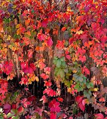 Image result for Parthenocissus