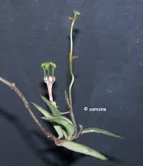 Image result for Ceropegia rendallii