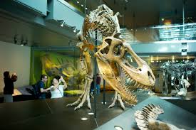 Natural History Museum Admission Prices Go Up 25 40 Next Year Daily News