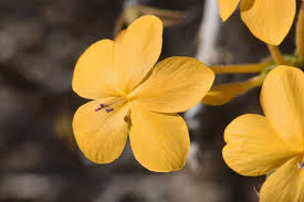 Image result for Barleria holubii