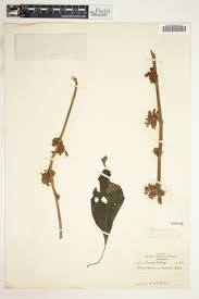 Image result for Achyrospermum carvalhoi