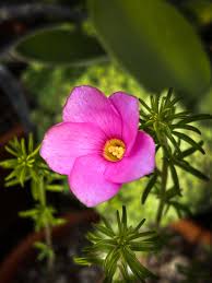 Image result for Ozoroa nigricans