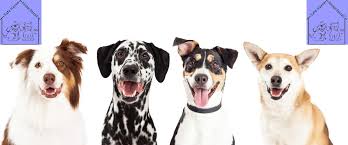 Safe haven animal rescue aka share has one goal in mind, save the unwanted. Home Safe Haven Animal Rescue