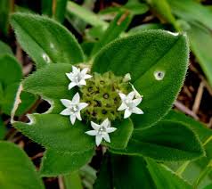 Image result for Richardia scabra