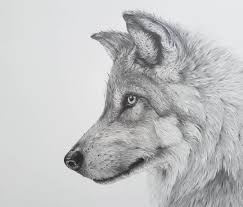 You'll need two curves and one black pupil with a little bit of white to complete it (00. Detailed Black And White Wildlife Drawings Wolf Sketch Dog Drawing Animal Drawings