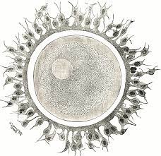 Maybe you would like to learn more about one of these? Egg Cell Wikipedia