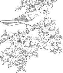 Cardinal Bird And Blossom Flower Coloring Page Coloring Sun Bird Coloring Pages Coloring Pages Flower Coloring Pages