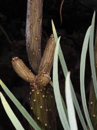 Image result for Kleinia sp.no.1