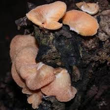 Image result for Crepidorhopalon