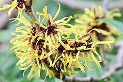 Image result for Hamamelis mollisi