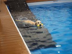 For sports pools, those with two shallow ends, and a deeper middle area, two steps are used, one on each end. 37 Awesome Dog Pool Ramps Images Deckboataccessories Dog Pool Ramp Dog Pool Dog Ramp