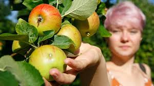 Jede apfelsorte hat ihre eigene reifezeit. Gute Apfel Ernte In Sicht Kulmbach Nordbayerischer Kurier