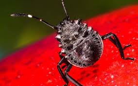 Depuis La Mi Septembre Les Scientifiques Sont Submerges D Appels Et De Signalements De La Punaise Diabolique A Paris Et Dans De Nombreux Depa Punaise Insectes