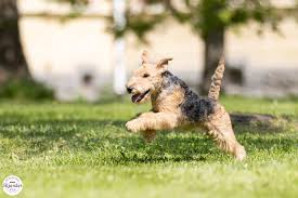 Image result for lakeland teriér