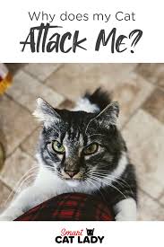 Why Does My Cat Attack Me In 2020 Cat Attack Cats Cat Care