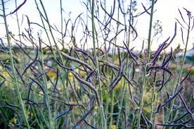 Jun 04, 2021 · since it is disease and pest free, and blossoms into showy purple spikes from late june to august, garden loosestrife appears to be an ideal landscape addition. Why Is My Purple Sprouting Broccoli Growing Pods Gardening Landscaping Stack Exchange