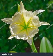 Image result for Ismene narcissiflora