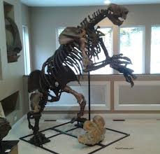 We did not find results for: Sloth Fossils And Cast Replicas Catonyx Tarijensis Eremotherium Eomigrans Giant Ground Sloth Skeleton Glossotherium Chapadmalensis Mylodon Paramylodon Harlai Harlan S Ground Sloth Skeleton Fossils Casts Replicas