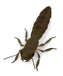 Oklahoma city pest control companies. Best Pest Conrol Countryside Pest Control Oklahoma City