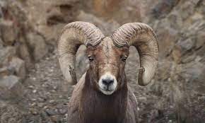 A pair of desert bighorn sheep rams in nevada. Bighorn Sheep Defenders Of Wildlife