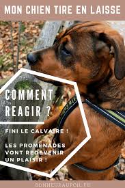 Mon Chien Tire En Laisse Comment Reagir Bonheur Au Poil Dresser Un Chien Chien Toilettage Chien