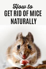 How To Keep Mice Out Of Your Home In 2020 Getting Rid Of Mice How To Get Rid Rid
