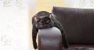 My snowball is a wonderful cat. 7 Signs Your Cat Is Bored Petcoach