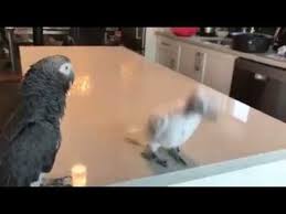 Birds Dancing To Music Youtube Baby Parrot Dance To Bob Marley Funny Parrots Bob Marley Parrot