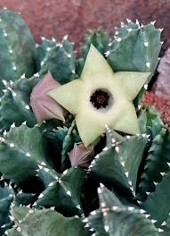 Image result for Gnidia hockii