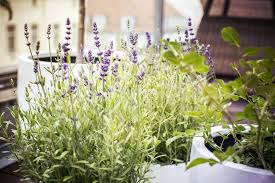 Placez un pot dans votre cuisine, vous verrez la. Plantes Anti Moustiques Une Selection Aussi Parfumee Que Coloree